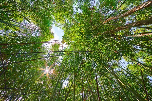 Spinning Dense Bamboo Grove Jungle View Bright Sun Hiding Green — Stock Photo, Image
