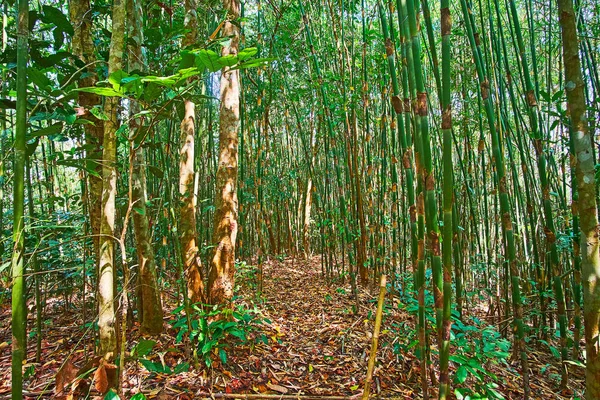Perdez Vous Dans Forêt Profonde Bambous Avec Labyrinthe Sentiers Étroits — Photo