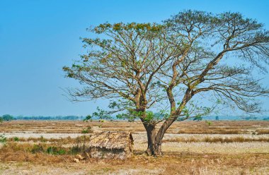 Küçük nipa kulübe Yangon banliyösünde, Myanmar tarım arazileri arasında uzun boylu akasya ağacının altında.