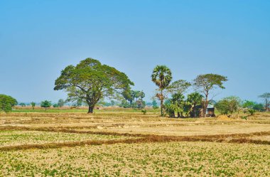 Yangon banliyösü keşfetmek ve tropikal doğa keyfini çıkarın, izlemek tarım arazileri gölgeli akasya ağaçları ve eski köy kulübeleri, Myanmar.