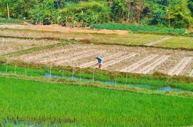 Türkiye, Myanmar - 15 Şubat 2018: Köylü bir çayır ile sulu yeşil paddy-alanların ön plan, 15 Şubat Tawa çalışır.
