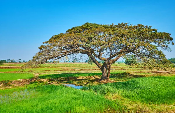 Der Schattige Akazienbaum Inmitten Der Saftig Grünen Reisfelder Des Vorortes — Stockfoto