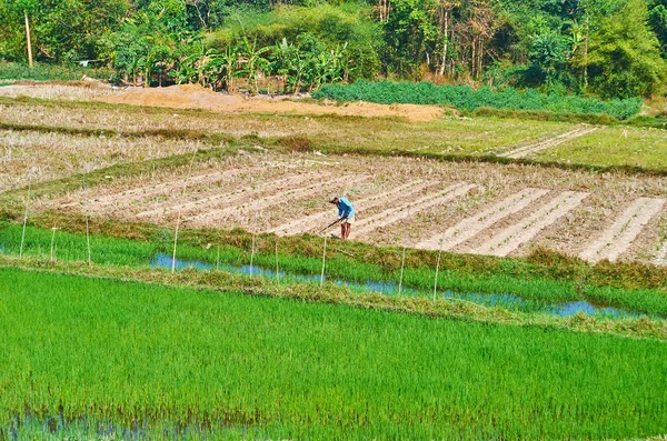 Tawa Myanmar February 2018 Pekerjaan Petani Padang Rumput Dengan Sawah — Stok Foto