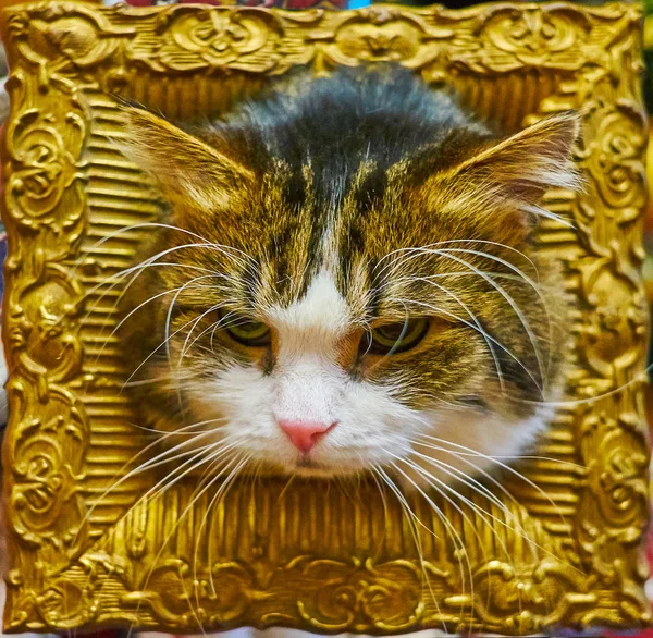 Portrait Frowning Cat Posing Vintage Gilded Wooden Frame — Stock Photo, Image