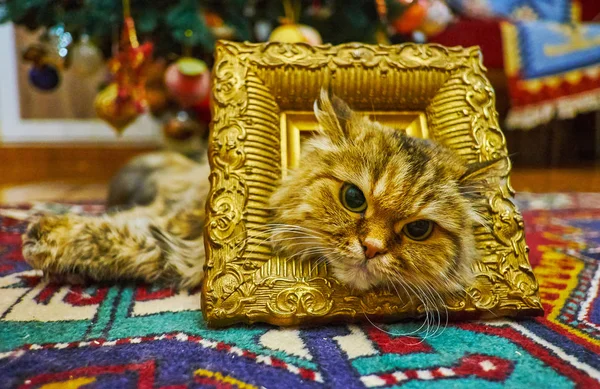 Fluffy Brown Tabby Pussycat Poses Vintage Bronze Frame Lying Carpet — Stock Photo, Image