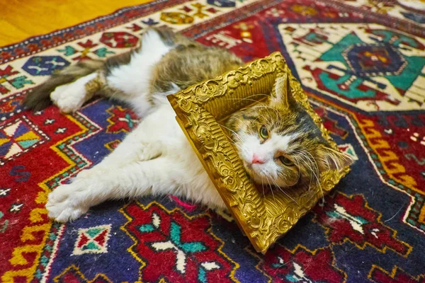 Tabby White Puss Lies Colorful Carpet Retro Bronze Frame Neck — Stock Photo, Image