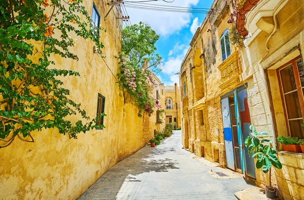 Rabat, Malta Ortaçağ taş şehirdeki bitki dekorlar — Stok fotoğraf