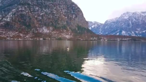 Den Ensam Vit Svanen Flyter Mitten Hallstatter Sjö Vilket Återspeglar — Stockvideo