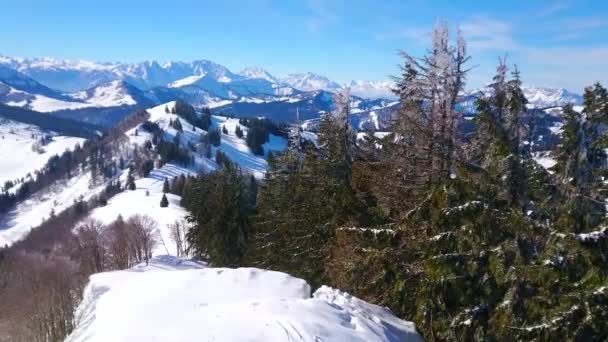从Zwolferhorn山顶的全景 欣赏阿尔卑斯山的风景 松树林 斯皮尔伯格峰和沃尔夫冈湖的背景 圣吉尔根 萨尔兹卡姆梅古特 奥地利 — 图库视频影像