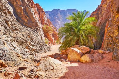 Sinai, Mısır doğası