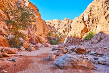 Kanyonlar Sinai, Mısır için Safari turu