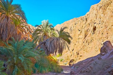 Çöl, Sinai, Mısır cennette