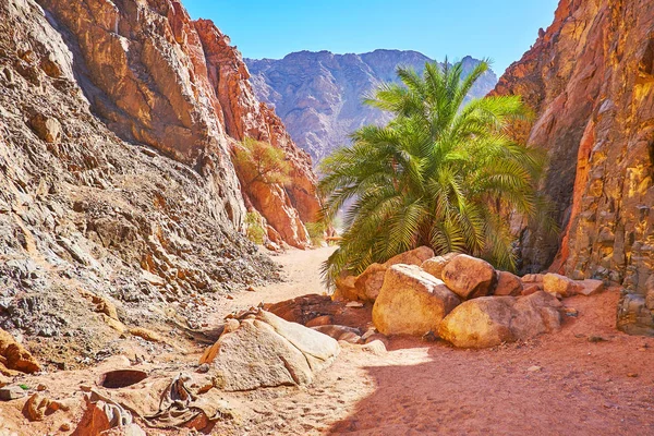 La naturaleza del Sinaí, Egipto —  Fotos de Stock