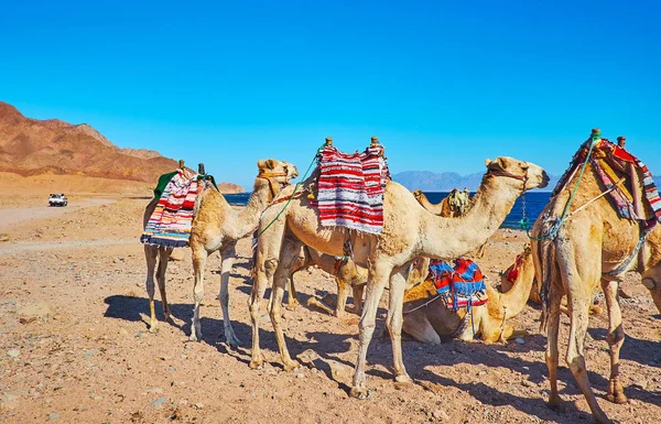 Obtenga experiencia de safari en camello en Sinaí, Egipto — Foto de Stock