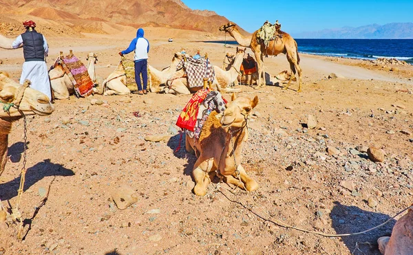 ラクダ、エジプト、シナイ半島を休んでください。 — ストック写真