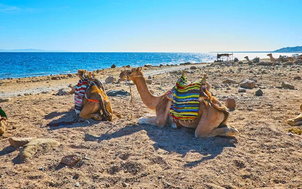 La costa rocosa del golfo de Aqaba con camellos, Sinaí, Egipto — Foto de Stock