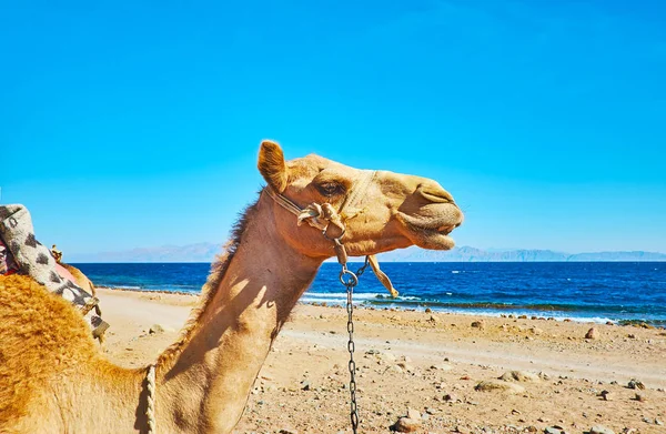 De camel's portret, Sinaï, Egypte — Stockfoto