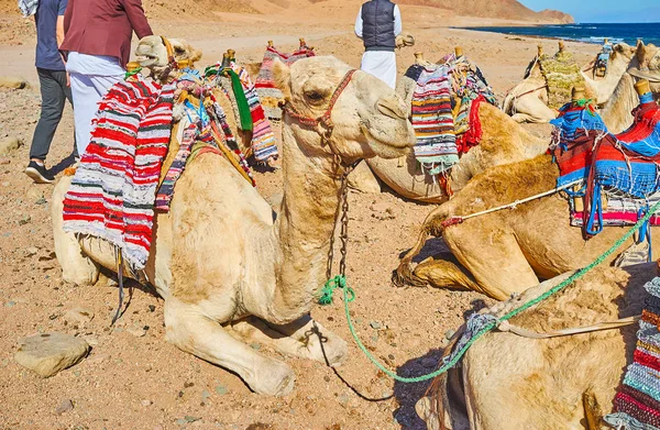 Safari auf Kamelen, Sinai, Ägypten — Stockfoto