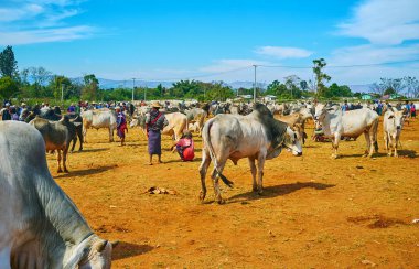 Heho, Myanmar içinde adil sığır