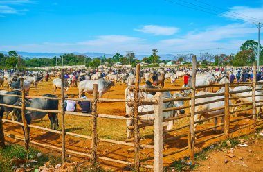 Padok Heho sığır fuar, Myanmar