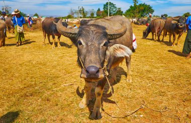 Meraklı genç bufalo, Heho, Myanmar