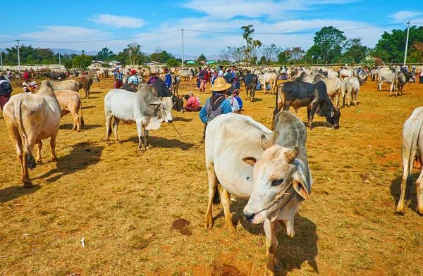 Los terrenos de la feria de ganado, Heho, Myanmar — Foto de Stock