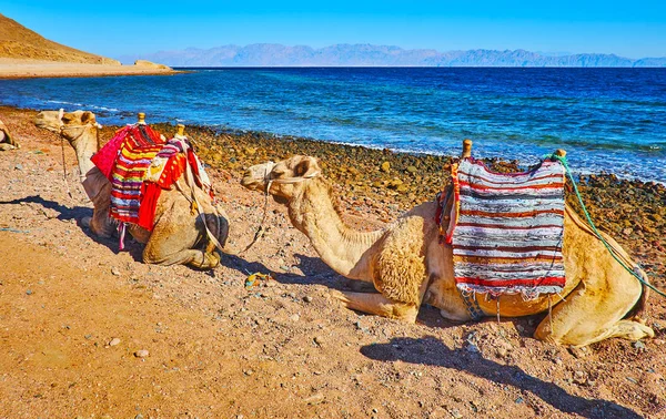 La parada de tren camello, Sinaí, Egipto — Foto de Stock