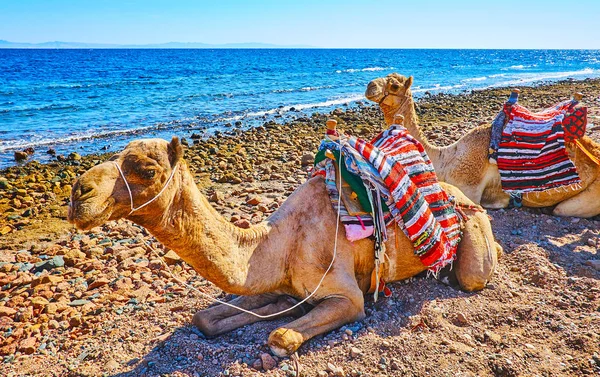 海岸にラクダがある海、シナイ、エジプト — ストック写真