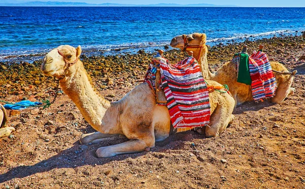 Balade à dos de chameau le long de la mer, Sinaï, Egypte — Photo