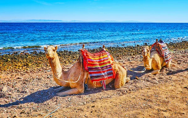 Los camellos posando en la orilla del golfo de Aqaba, Sinaí, Egipto — Foto de Stock