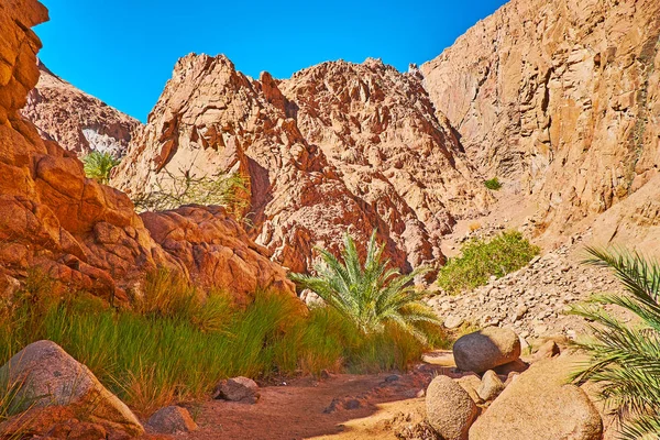 Das Grün in Wüstenschlucht, Sinai, Ägypten — Stockfoto