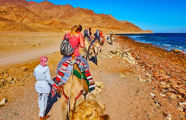 El safari turístico en camello, Sinaí, Egipto — Foto de Stock