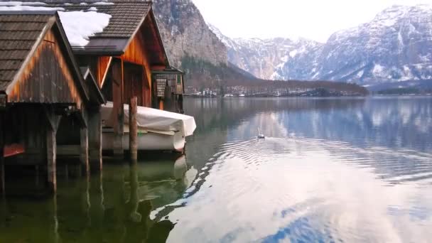 Lonely Swan Floats Wooden Boat Garages Port Hallstatt Picturesque Hallstattersee — Stock Video