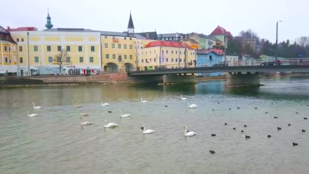 Gmunden Oostenrijk Februari 2019 Zwanen Coots Drijven Traunsee Met Uitzicht — Stockvideo