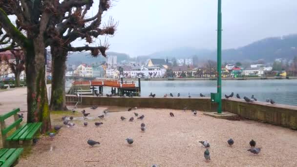Gmunden Salzkammergut Avusturya Çevresinde Güvercin Sürüsü Traunsee Sisli Dağlar Manzaralı — Stok video