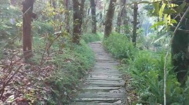 Mae Fah Luang Arboretum, Doi Chang Moob, Chiang Rai, Tayland gölgeli orman arasında dar sokak 