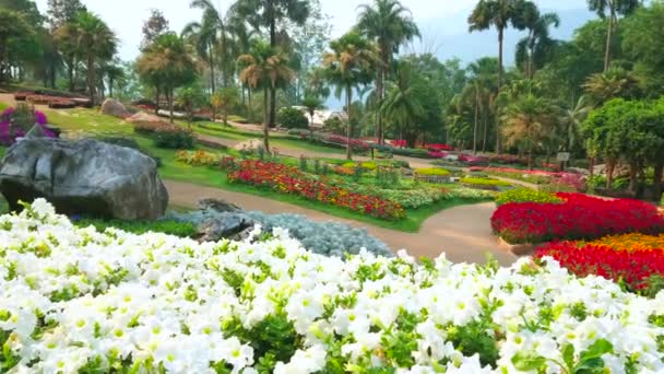 メイファールアンガーデン ドイトゥン チェンライ タイでカラフルな花や西洋風の花壇や花種をお楽しみください — ストック動画