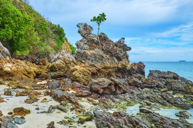 Kayadaki ağaç, Khai Nok adası, Phuket, Tayland