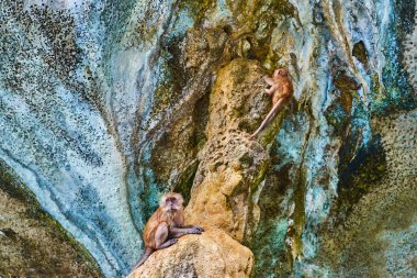 Maymun plajı, Phi Phi Leh Adası, Krabi, Tayland