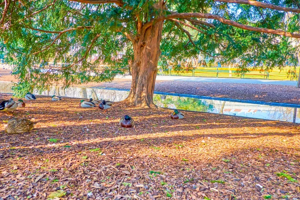 The flock of mallards in Stadtpark, Vienna, Austria — Stock Photo, Image