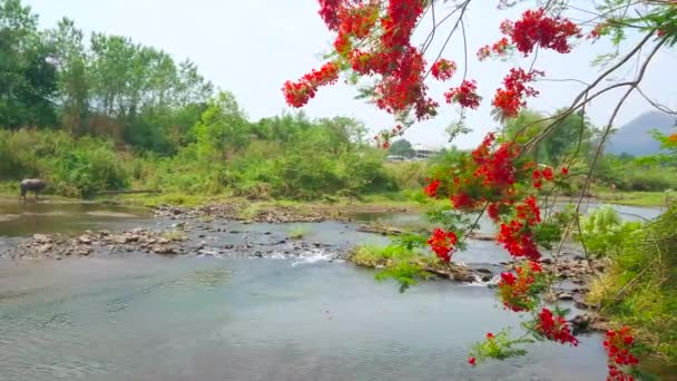 パイ川に沿って歩き 速く流れる水 緑豊かな森と炎の木の枝の明るいオレンジ色の花を見て 風に揺れる — ストック動画