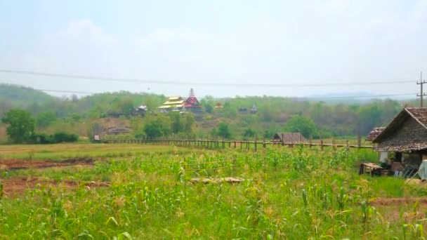 Exuberante Campo Con Antiguo Puente Bambú Tong Pae Que Conecta — Vídeo de stock