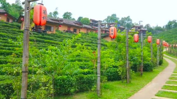 班拉克泰国 2019年5月6日 乌龙茶园吸引游客到李酒鲁克泰国度假村 位于湄年中国茶村斜坡上 5月6日在泰国班拉克泰国 — 图库视频影像