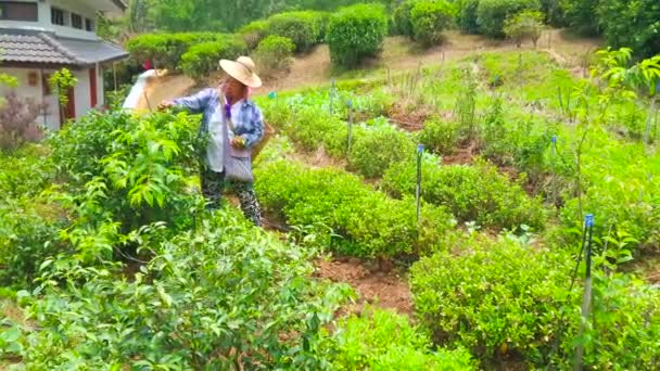 Ban Rak Thai Tailandia Mayo 2019 Recolector Senior Recoge Hojas — Vídeos de Stock