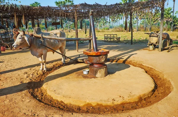 Zebu at primitive oil mill, Bagan, Myanmar