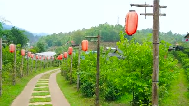 Ban Rak Thai Thailand Maio 2019 Caminhe Beco Oolong Plantação — Vídeo de Stock