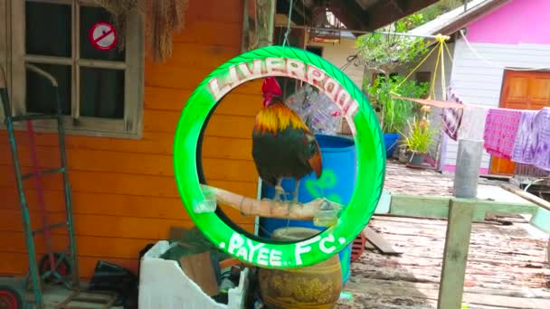 Panyi Thailand April 2019 Tuppen Sitter Hängande Hjulet Stylta Hus — Stockvideo