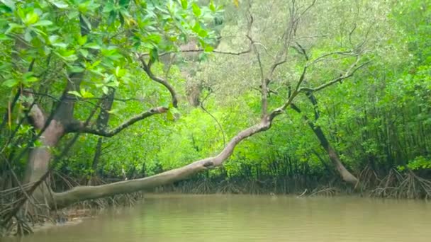 Desfrute Uma Viagem Barco Linha Pelo Estreito Canal Curvo Pântano — Vídeo de Stock