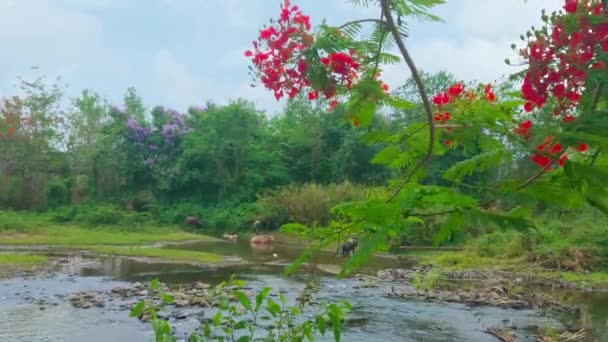 Forêt Luxuriante Bord Rivière Pai Écoulement Rapide Avec Branche Arbre — Video