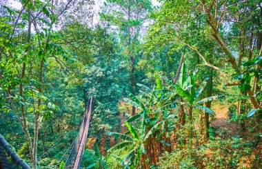 Tree Top Walk, Mae Fah Luang bahçe, Doi geçitte orman 
